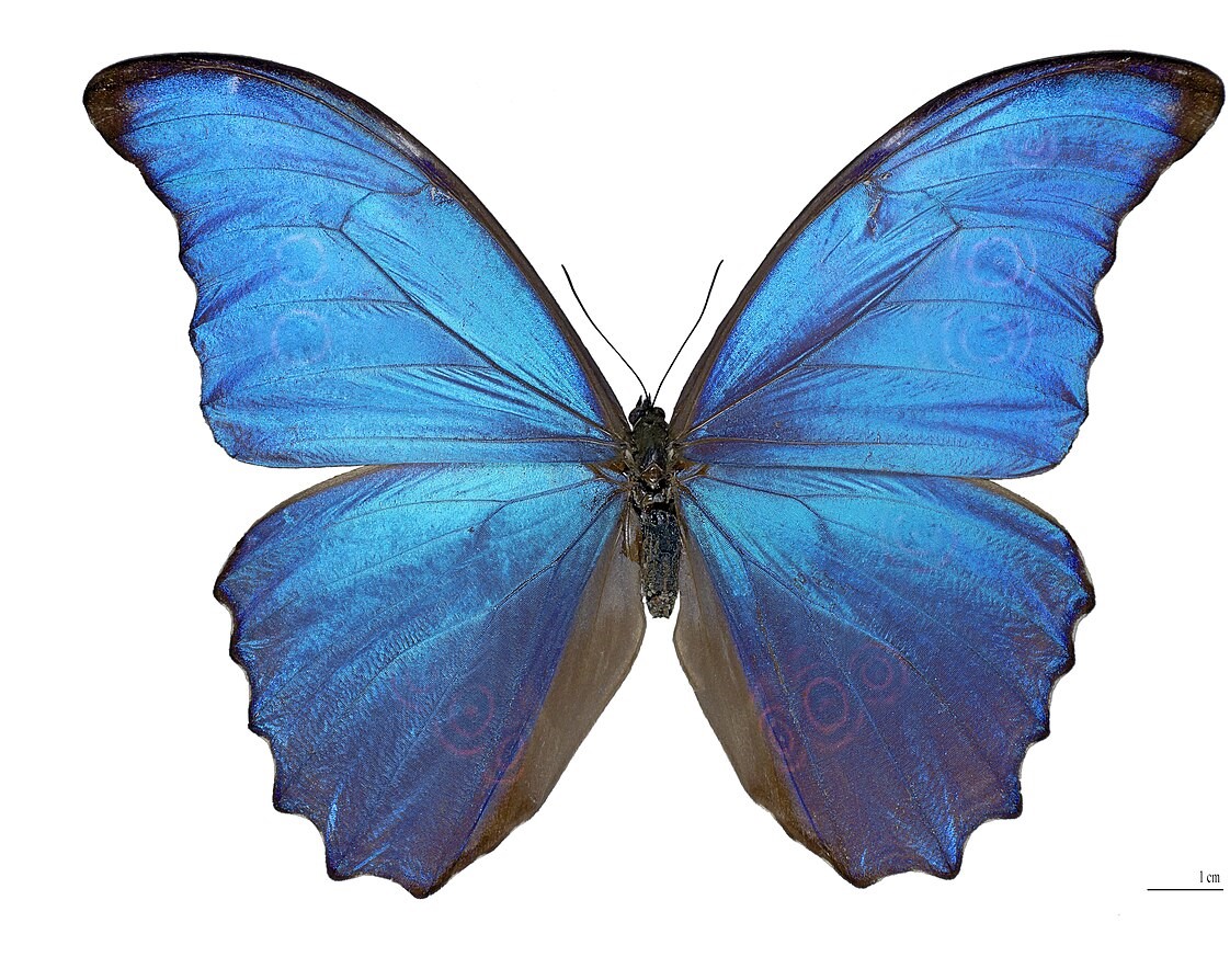 Morpho_didius